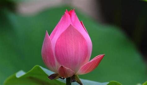 荷花 意思